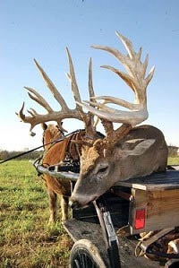 Ohio non-typical buck